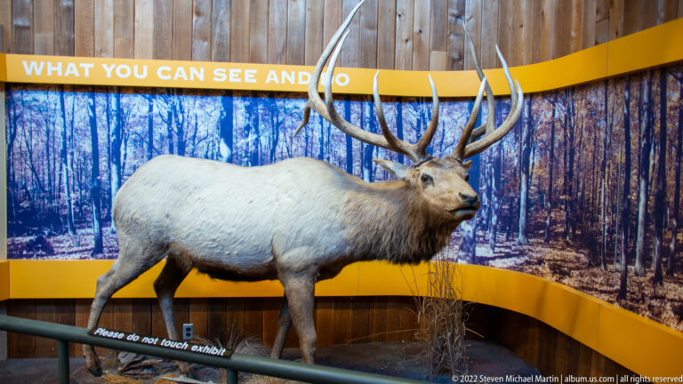A mounted elk stands behind a low rail before a forest backdrop in an exhibit.