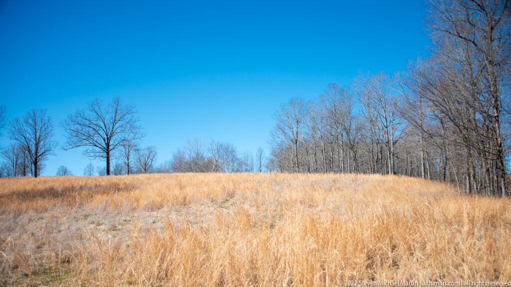 Golden grasses fill a gently rising field below leafless trees and clear blue sky.