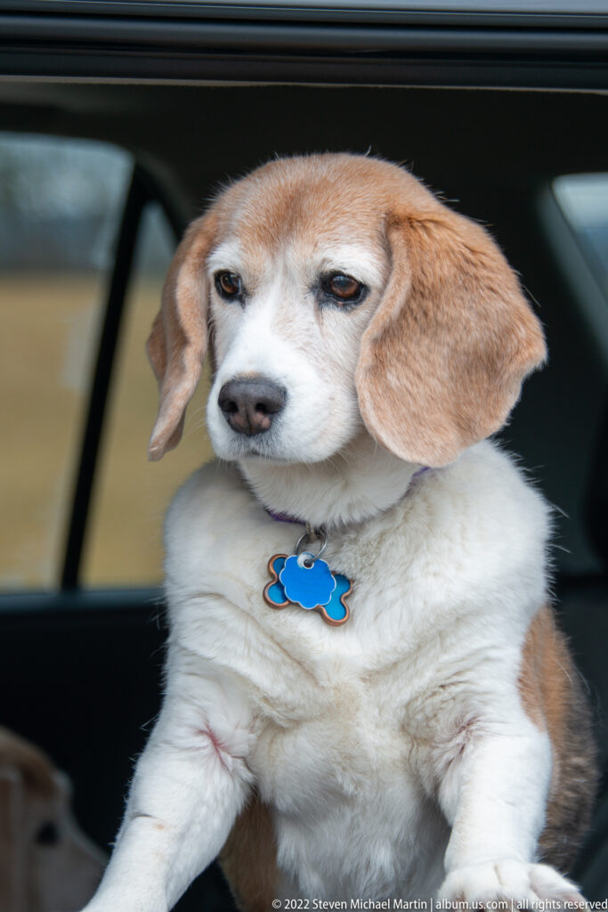 A tan-and-white beagle sits in a vehicle seat, wearing a blue flower-shaped tag and looking toward the camera.