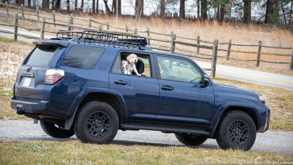 A beagle looks through the open rear window of a parked blue SUV beside a split-rail fence.