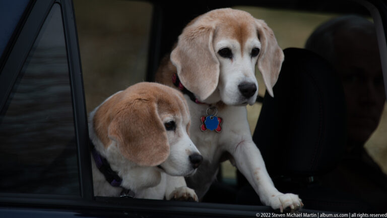 Two tan-and-white beagles sit together in a vehicle, wearing blue tags and looking out toward the window.