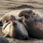 California Coastal National Monument
