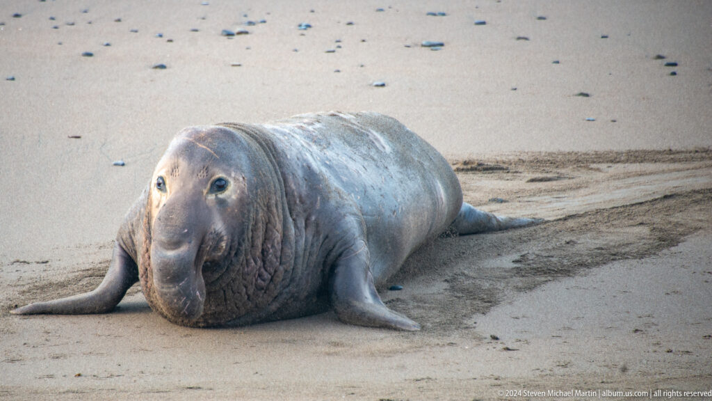 Elephant Seal