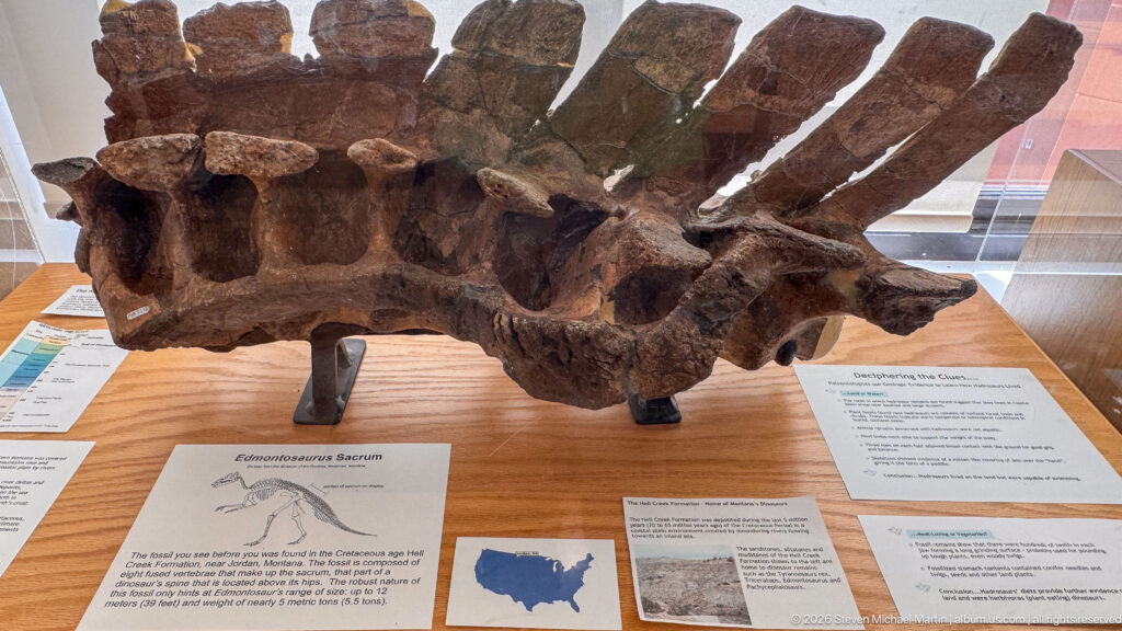 Large fossil vertebral column with tall neural spines mounted horizontally above interpretive labels.