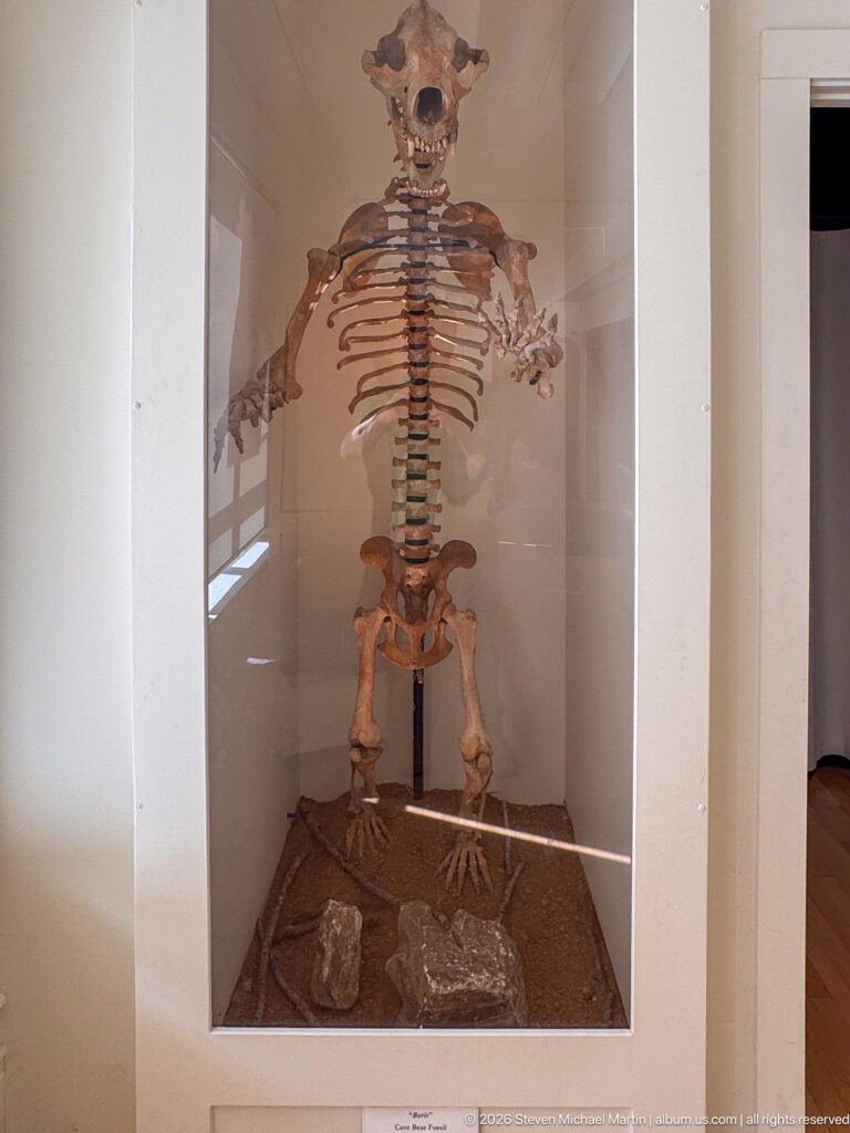 Upright articulated human skeleton mounted inside a tall glass-fronted museum case.