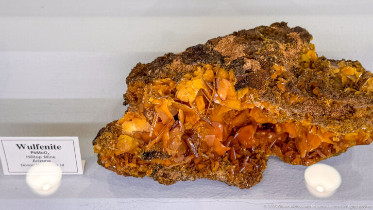 Bright orange tabular wulfenite crystals covering a dark brown mineral matrix in a display case.