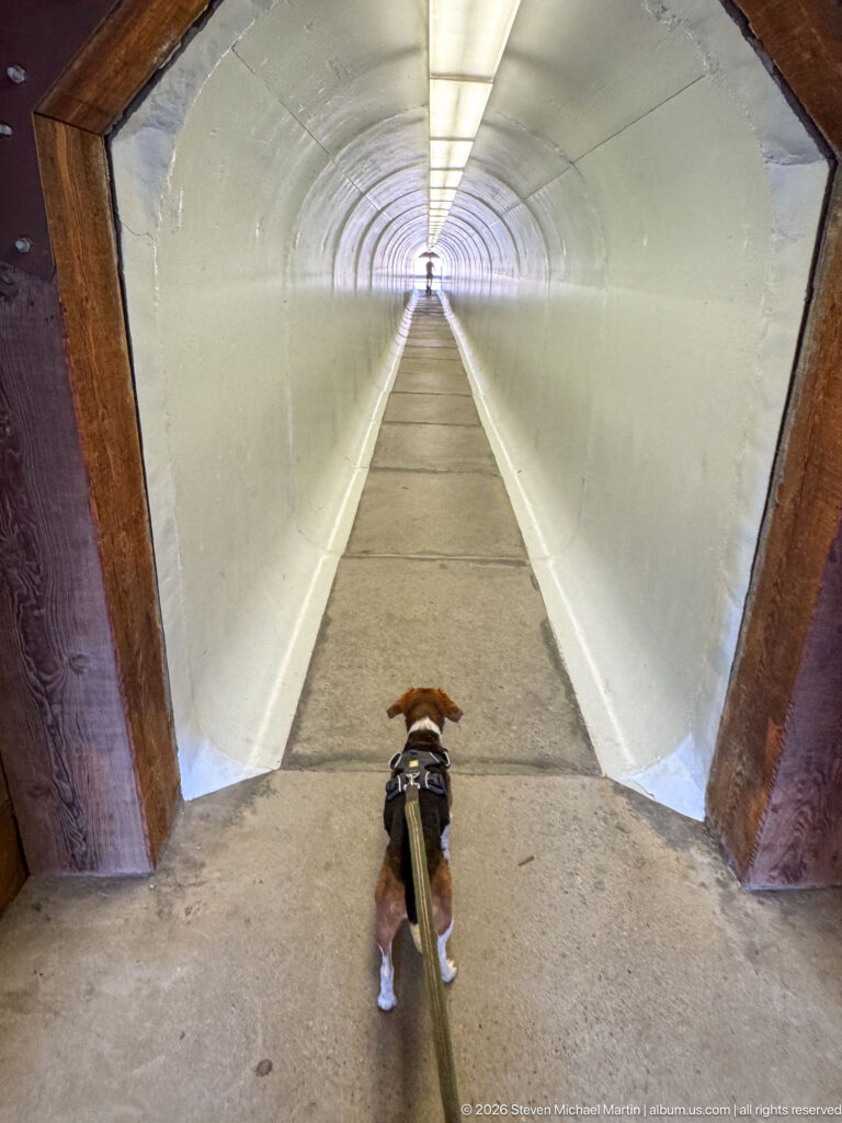 Beagle on leash at the timber-framed entrance to a long white, illuminated pedestrian tunnel.