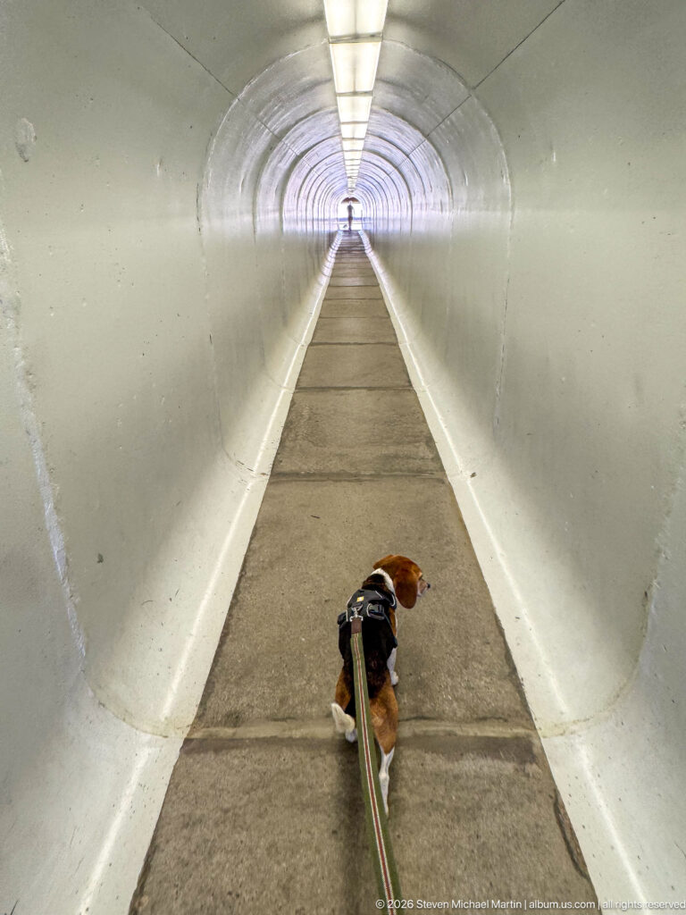 Beagle on leash walking down a long white pedestrian tunnel beneath a continuous strip of ceiling lights.