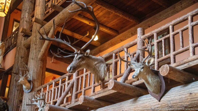 Several mounted deer-family heads and antlers displayed against heavy log posts and rustic upper-gallery railings.