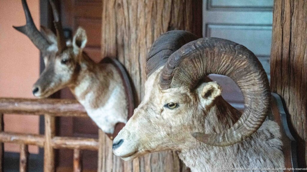Mounted bighorn sheep ram with large curled horns inside the rustic timber interior of Lake McDonald Lodge.