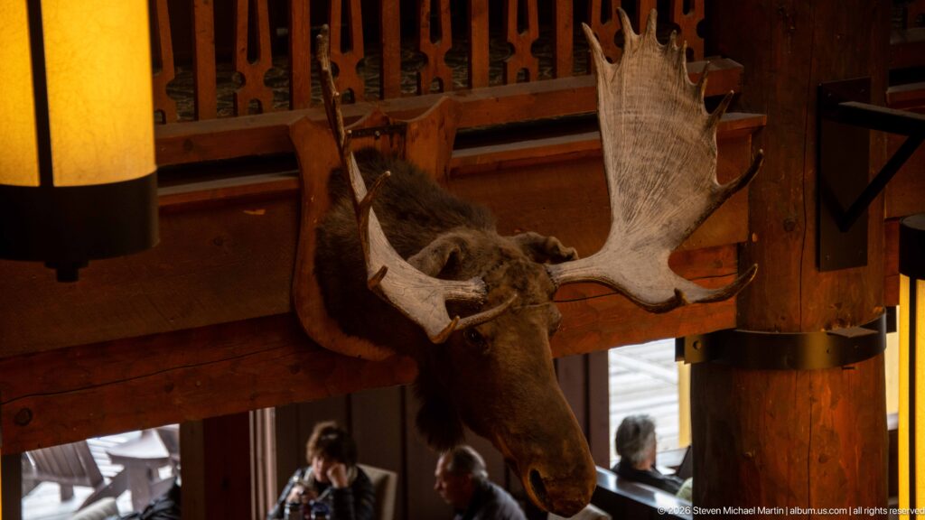 Mounted moose head with broad palmate antlers attached to dark timber above visitors inside the lodge.