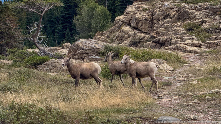 Two bighorn sheep stand on grass and rocky ground below a layered stone outcrop.