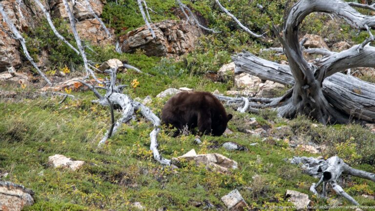 Brown black bear with head down among low vegetation, rocks, and pale fallen trunks.