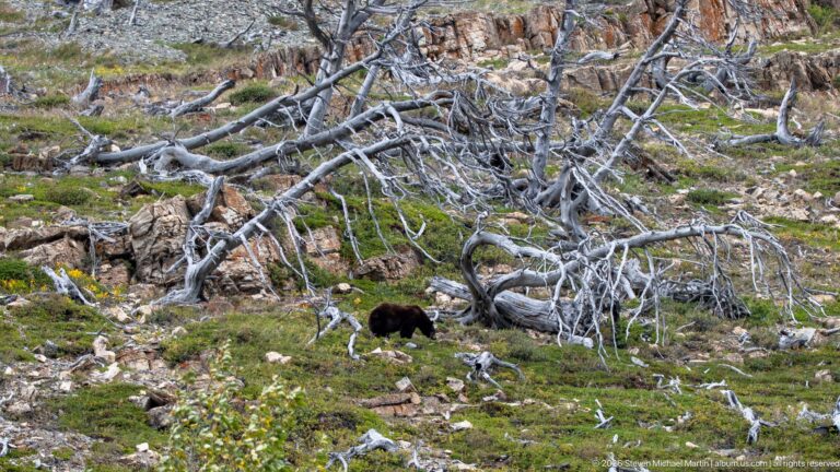 Small brown black bear amid an extensive tangle of gray deadwood, rocks, and low green vegetation.
