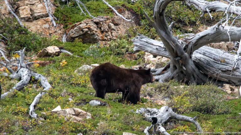 Brown black bear standing broadside in a rocky clearing surrounded by shrubs and large bleached fallen trunks.