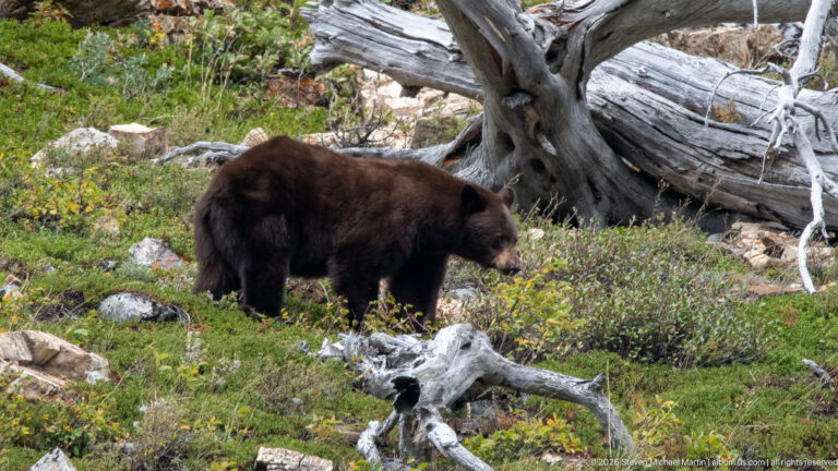 Brown black bear standing in green groundcover in front of a massive gray fallen tree trunk.