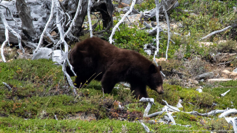 Brown black bear walking through low shrubs beside a large bleached tree trunk and scattered deadwood.
