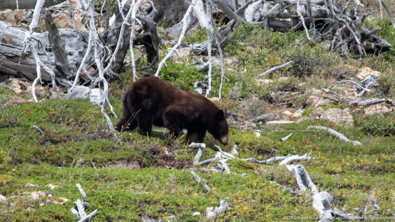 Brown black bear foraging below a dense tangle of gray deadwood on a green and rocky hillside.