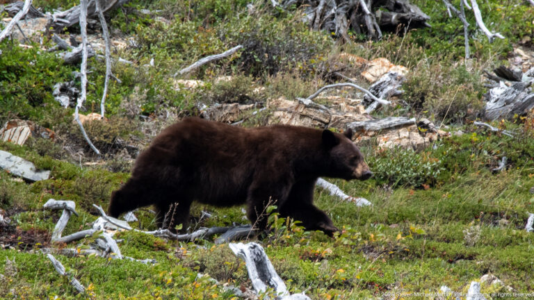 Brown black bear walking in profile across low vegetation and bleached fallen branches on a rocky slope.