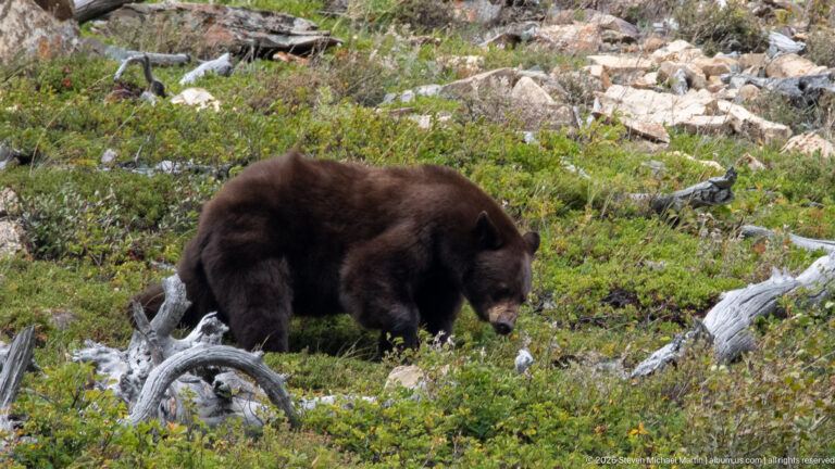 Brown black bear with head lowered among green groundcover, pale deadwood, and scattered rocks.