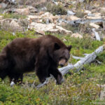 Glacier NP – Many Glacier Road