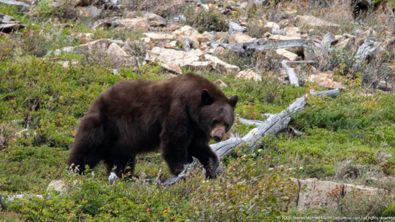 Brown black bear walking through low green vegetation, rocks, and fallen wood on a subalpine slope.