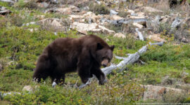 Brown black bear walking through low green vegetation, rocks, and fallen wood on a subalpine slope.