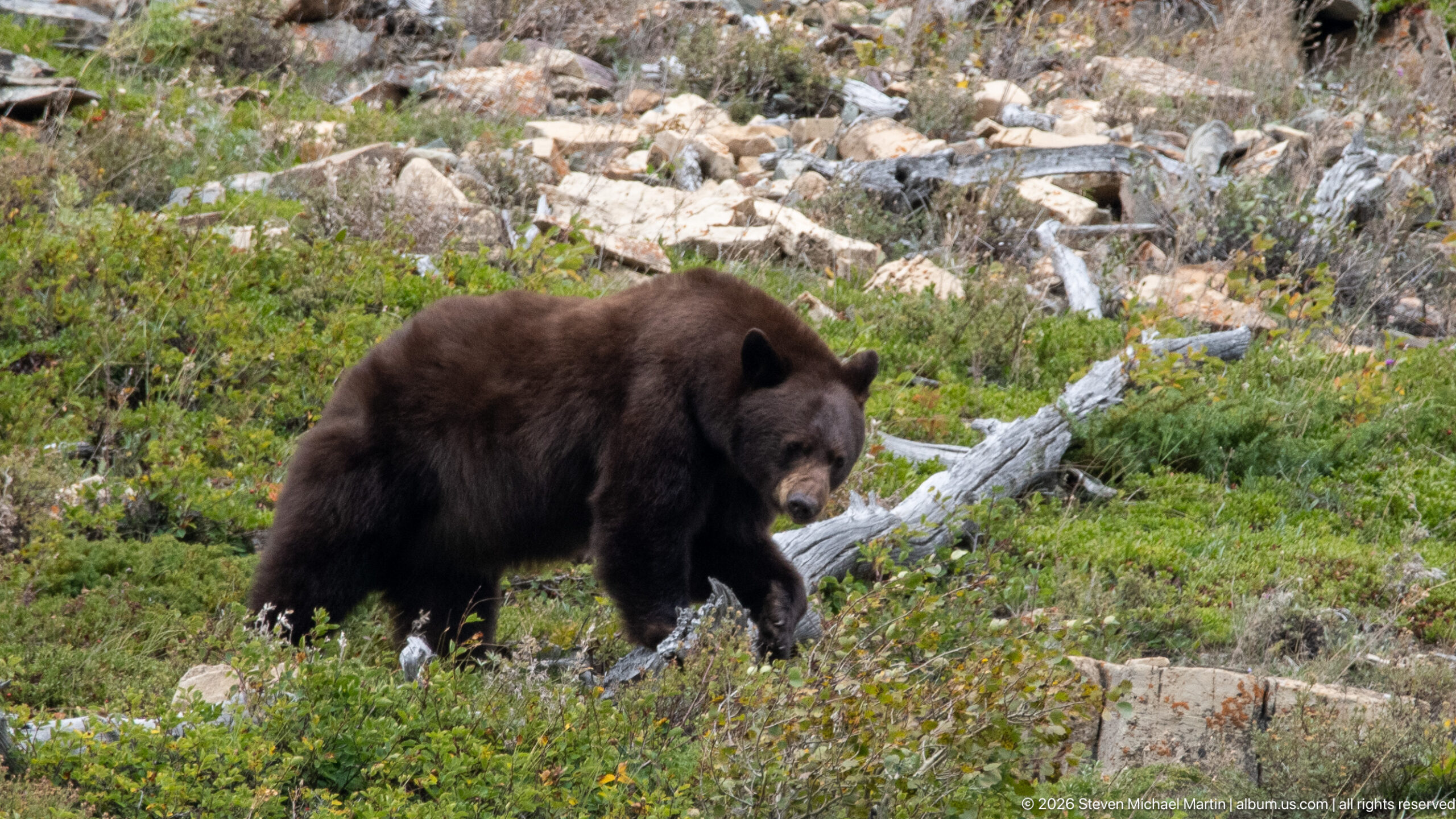 Brown black bear walking through low green vegetation, rocks, and fallen wood on a subalpine slope.