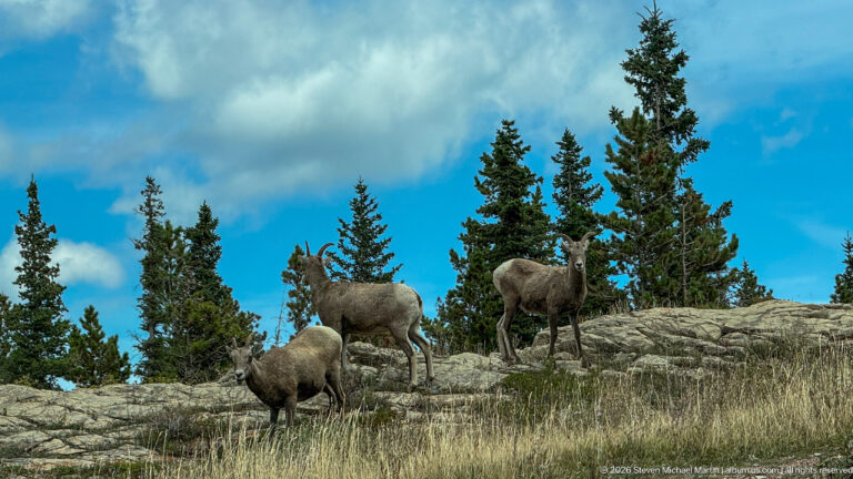 Three bighorn sheep stand and graze on a rocky ridge among conifers beneath a bright blue sky.