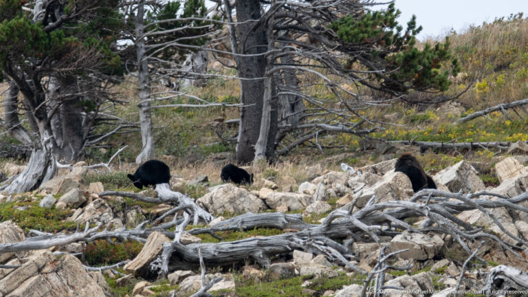 Three black bears spread across a rocky slope with fallen logs and conifer trunks.