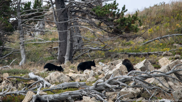Three black bears moving among pale rocks, fallen logs, and conifer trunks on a forested slope.