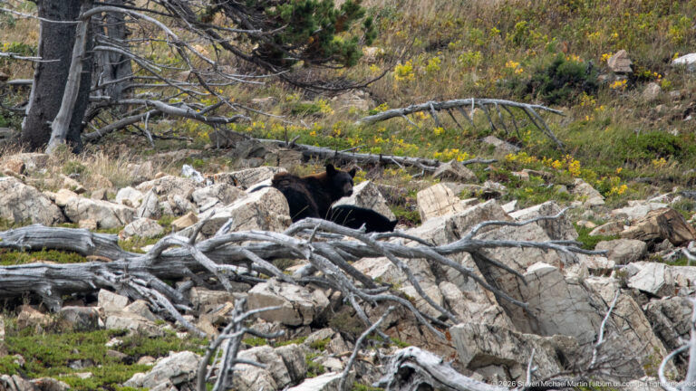 Adult black bear with smaller bears partly concealed among pale rocks, dead branches, and low vegetation.