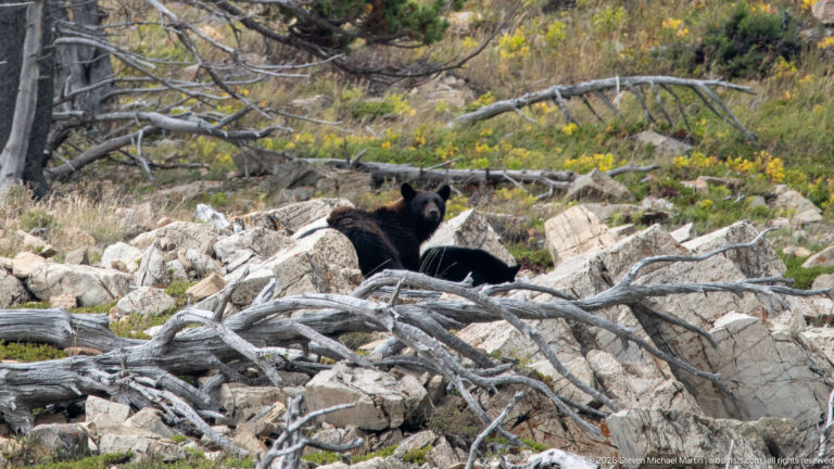 Adult black bear and two smaller bears resting behind a lattice of fallen branches on a rocky slope.