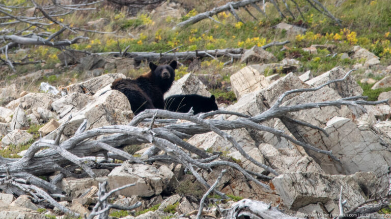 Adult black bear sitting upright with two smaller bears resting beside it among rocks and dead branches.