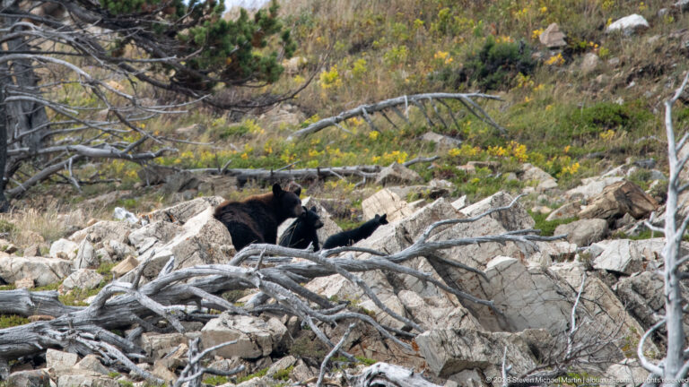 Adult black bear with smaller bears partly hidden among pale rocks and fallen gray branches.