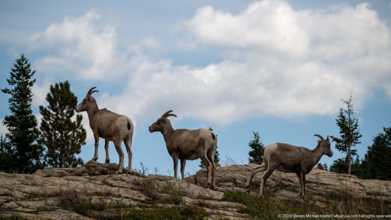 Three bighorn sheep spread across a rocky ridge with scattered conifers and clouds behind.