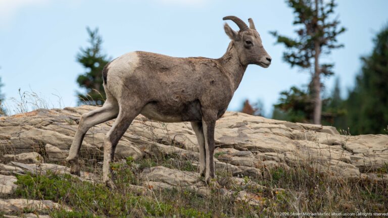 Bighorn sheep walking in profile across a pale rock shelf with conifers behind.