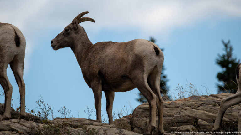 Bighorn sheep standing broadside on rock, with parts of other sheep cropped at the edges.