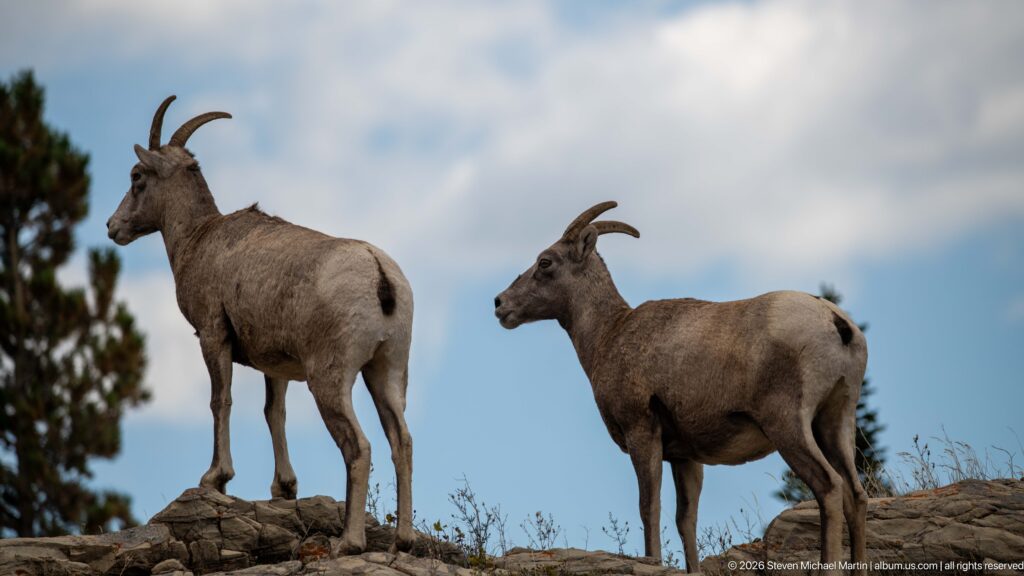 Pair of bighorn sheep standing side by side on a rocky shelf under a cloudy blue sky.