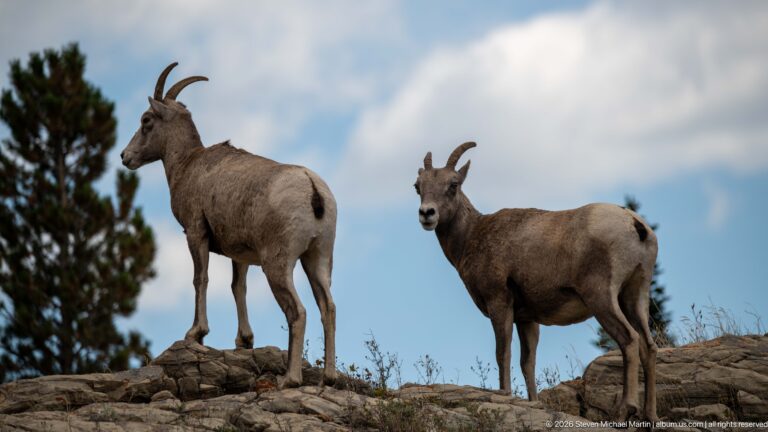 Two bighorn sheep standing on exposed rock, one in profile and one facing the camera.
