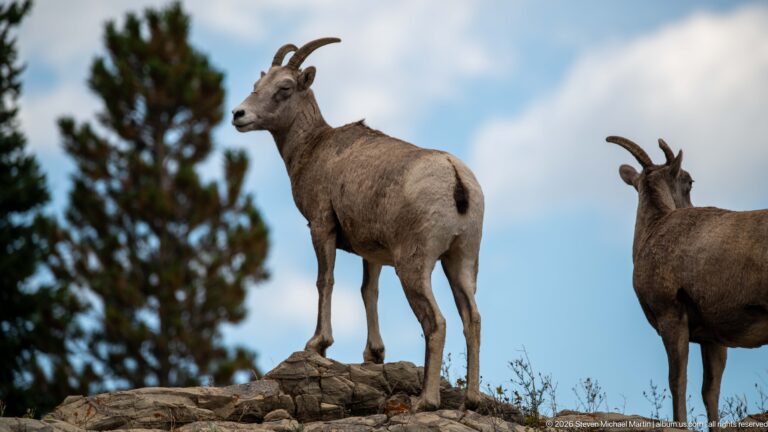 Two bighorn sheep on a rocky crest, one fully visible and one partly cropped at right.