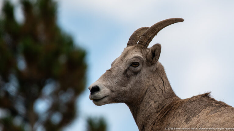 Close profile of a bighorn sheep ewe showing ridged horns, dark eye, and pale muzzle.