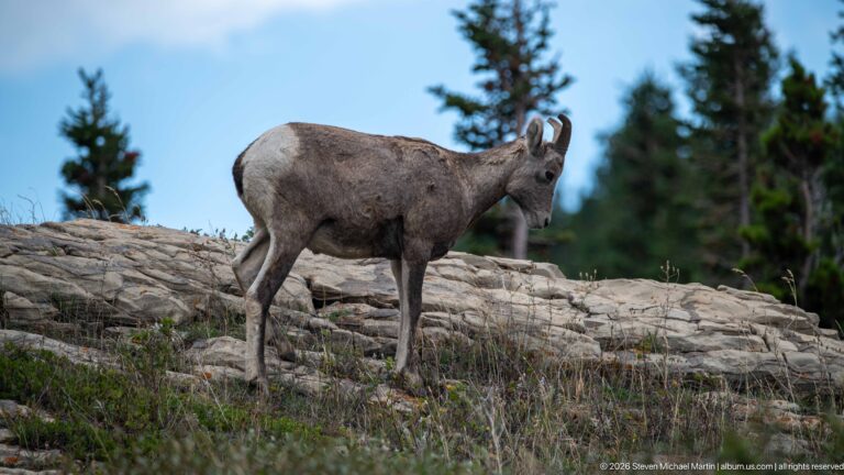Bighorn sheep ewe angled away on pale rock, showing a prominent light rump patch.