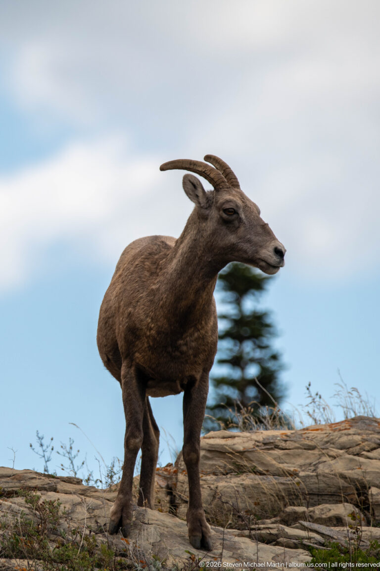 Bighorn sheep walking in profile across exposed rock with one foreleg raised.