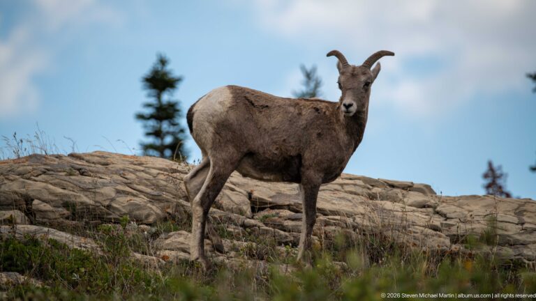Bighorn sheep ewe standing three-quarter view on layered rock with conifers behind.