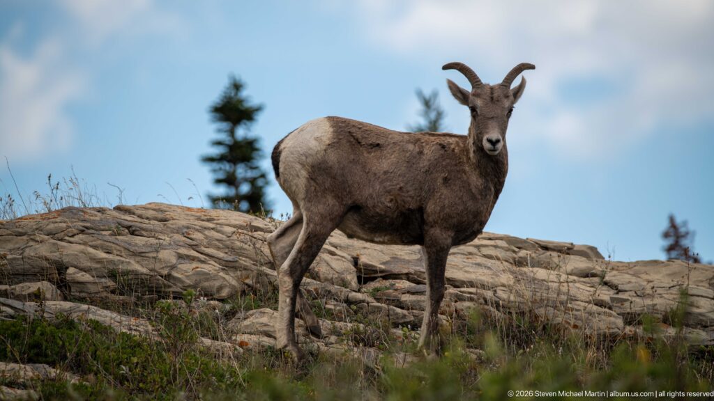 Bighorn sheep ewe facing the camera on a rocky ridge beneath blue sky.