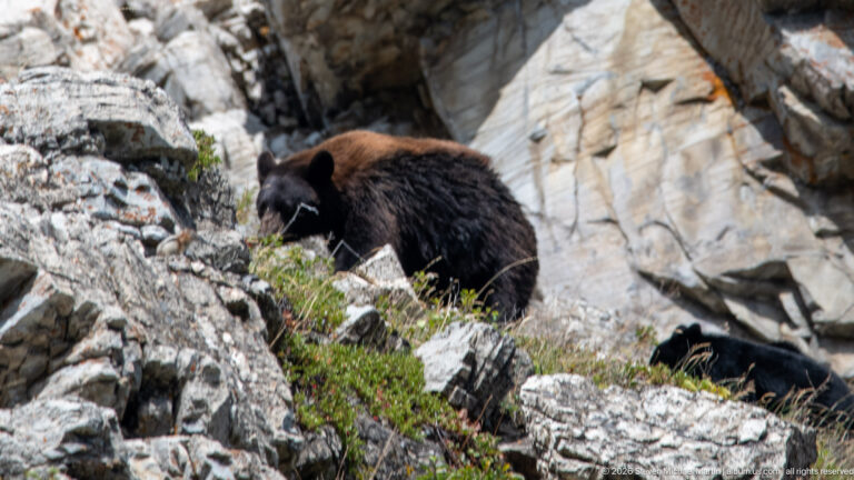 Black bear with head lowered among grasses and pale rocks on a steep ledge.