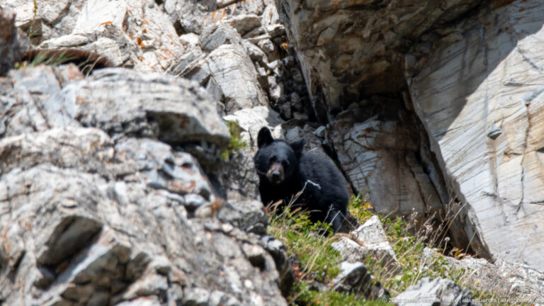 Black bear facing forward from a narrow rocky cleft with grasses at its feet.