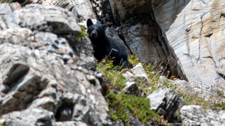 Black bear standing among pale fractured rocks and low vegetation on a steep slope.