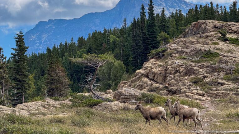 Two bighorn sheep walk through grass below rocky outcrops, conifer forest, and a distant mountain wall.